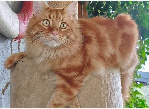 Maine Coon, rot