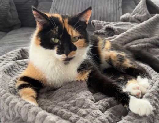 Hauskatze, dreifabig