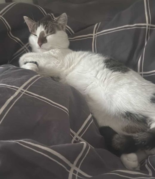 Hauskatze, Weiß braun/schwarz