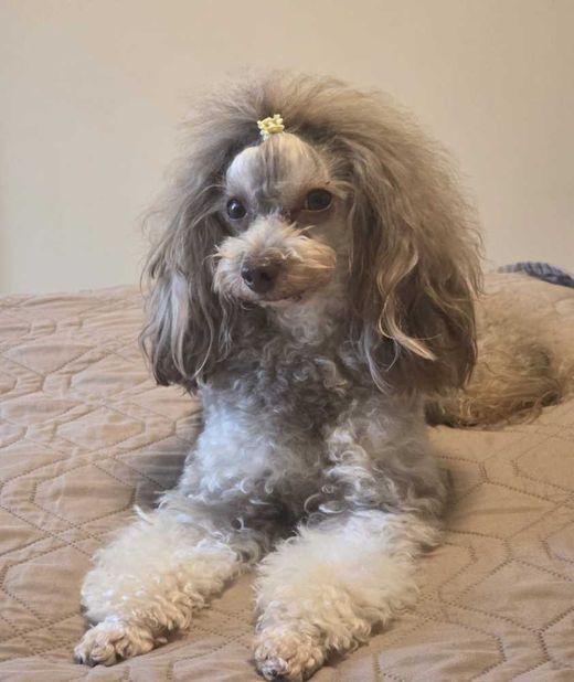 Toypudel, silber