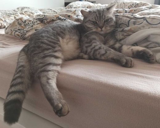 Scottish Straight, silver-tabby