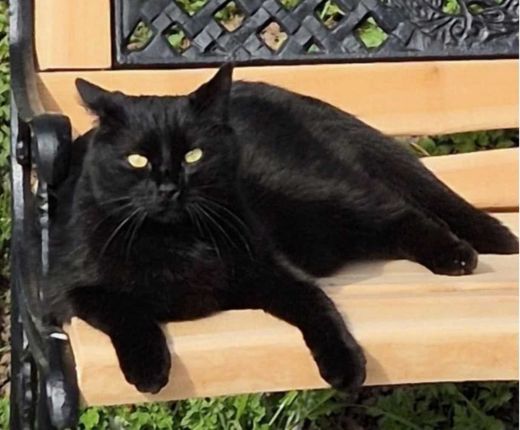 Hauskatze, schwarz