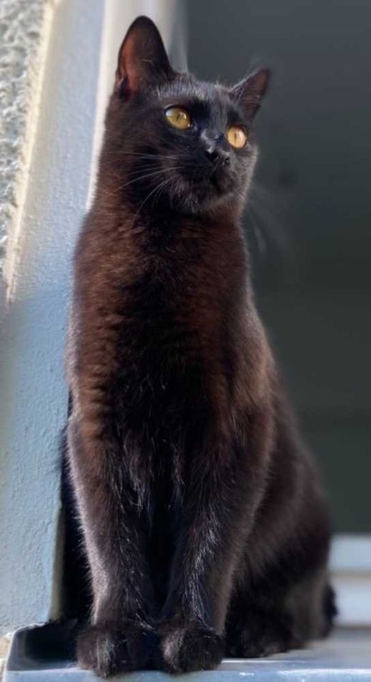 Europäisch Kurzhaar, schwarz