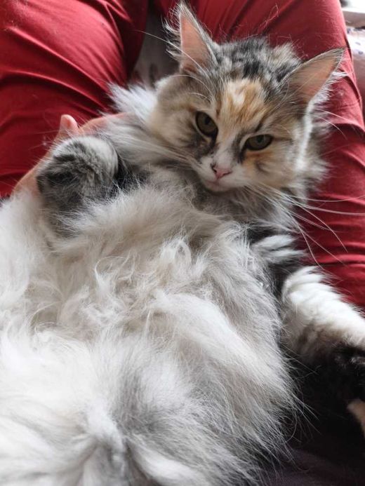 Sibirische Waldkatze, grau-rot-weiß