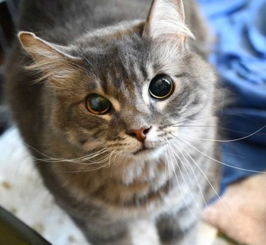 Europäisch Langhaarkatze-Mix, grau getigert