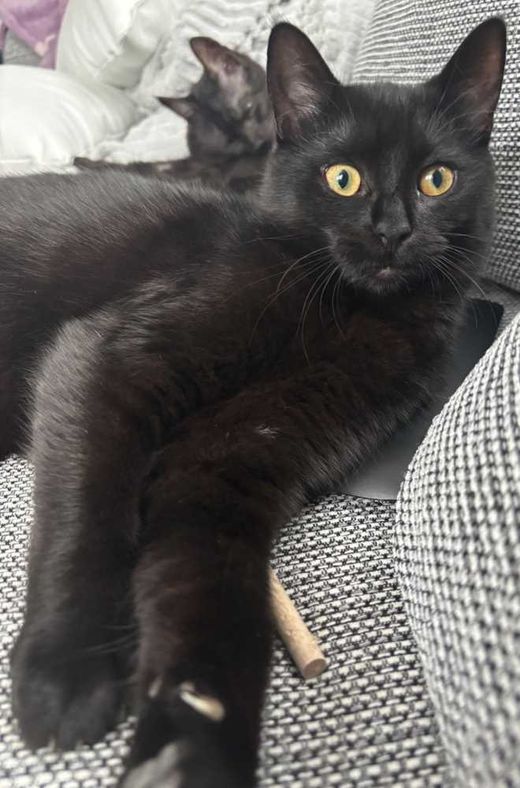 Europäische Kurzhaar, Maincoon-Mix, schwarz