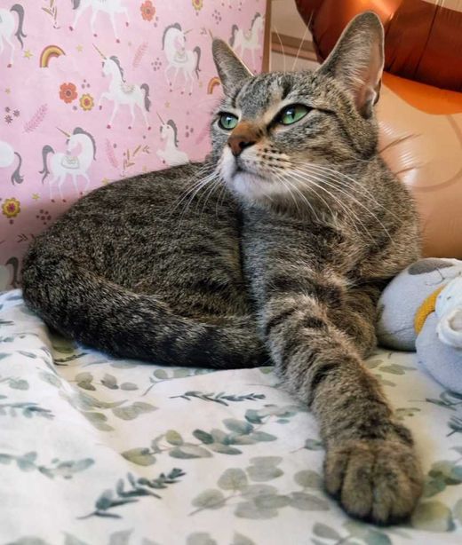 Hauskatze, Tiger