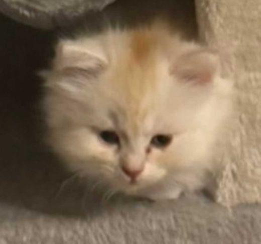 Perserkatze-Mix, weiss und braun Ton