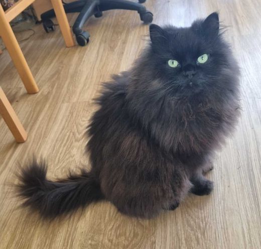 Perserkatze-Burmilla-Mix, Schwarz