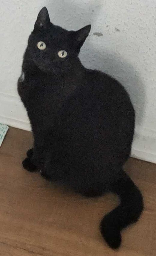 Europäisch Kurzhaar, schwarz