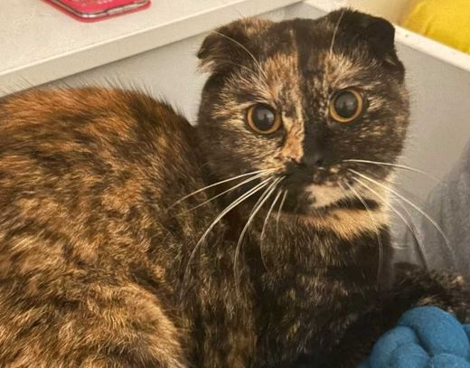 Scottish Fold-Mix, schildpatt