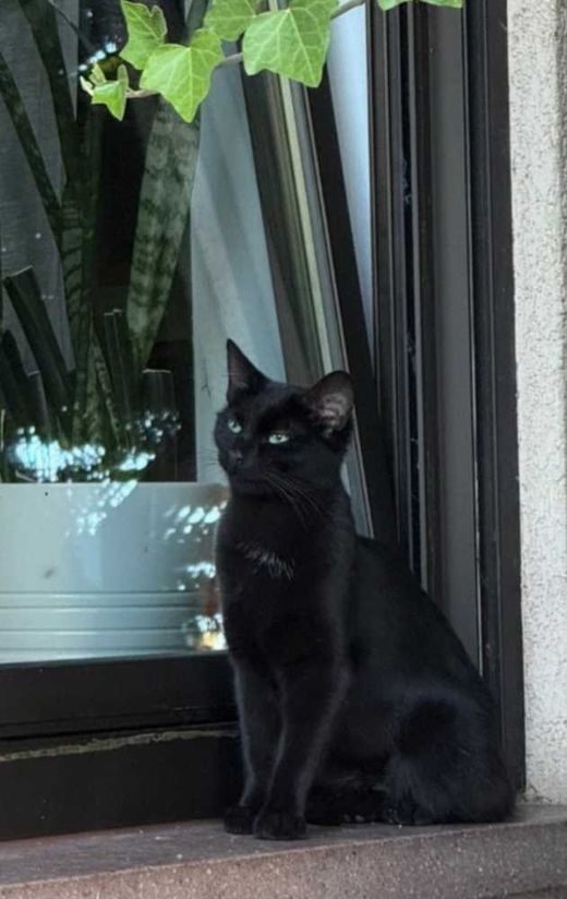 Europäisch Kurzhaar, schwarz