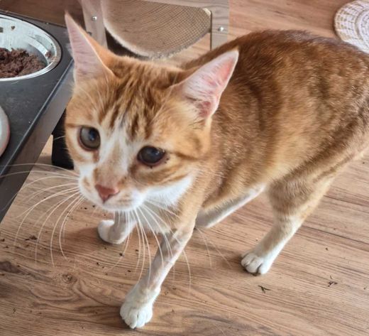 Hauskatze, rot-weiß