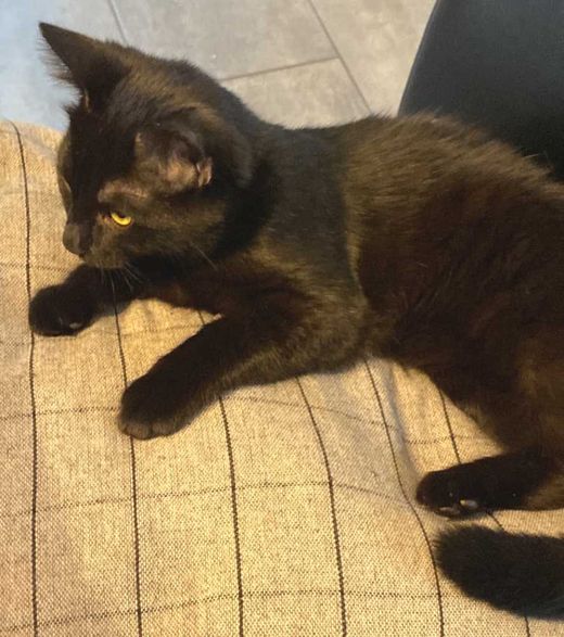 Bombay Cat, schwarz