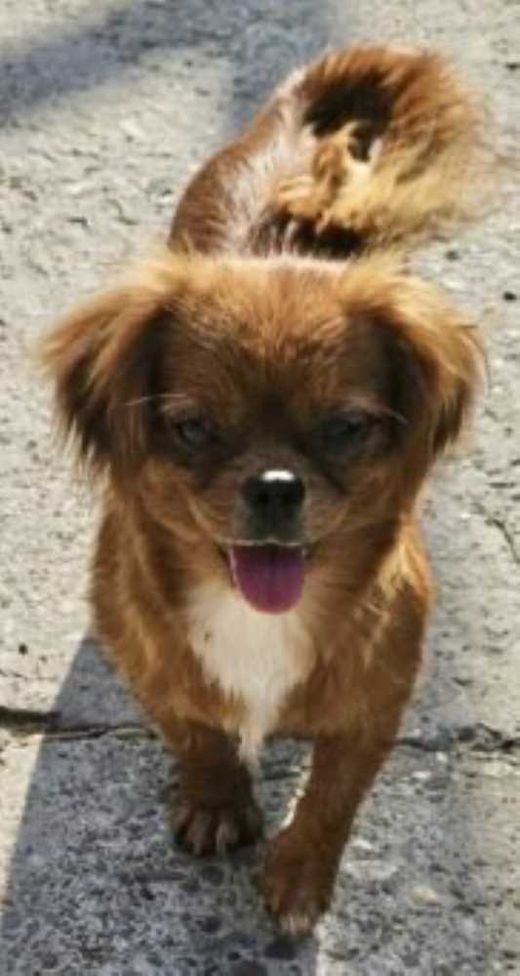 Mischlingshund, braun mit weißen Abz.