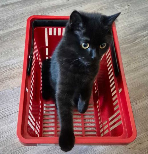 Mischling, schwarz