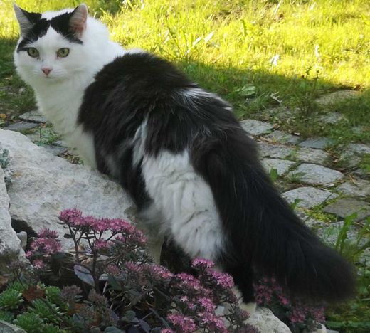 Mischling, schwarz weiß