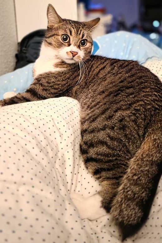 Mischling, Grau m schwarz streifen