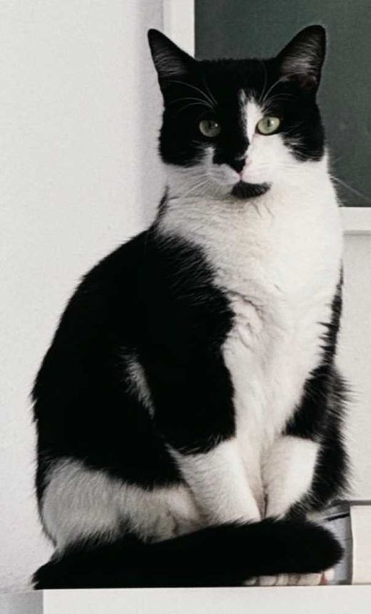 Europäisch Kurzhaar, schwarz mit weiß tuxedo