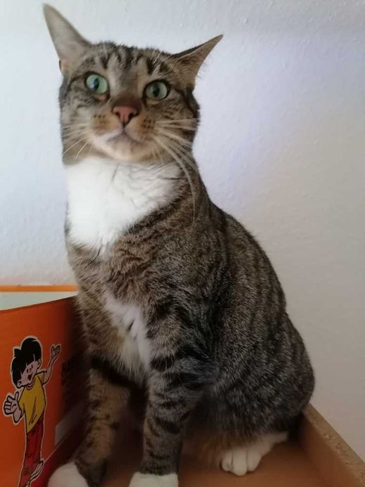Hauskatze, schwarz getigert
