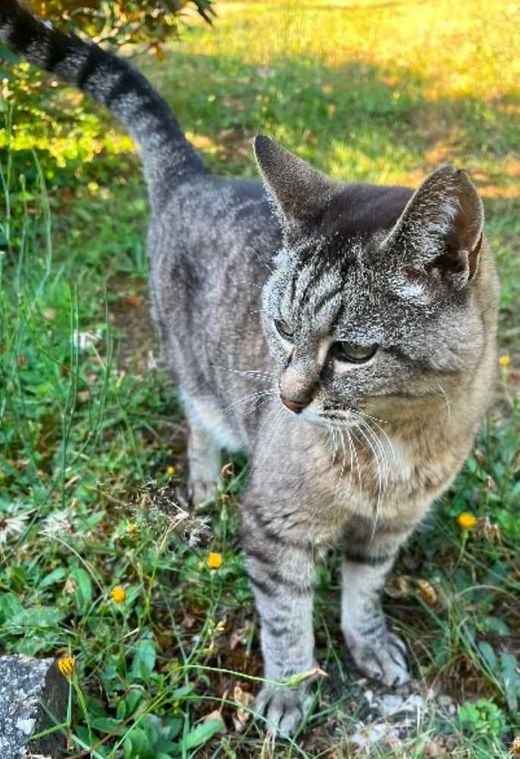 Hauskatze, getigert