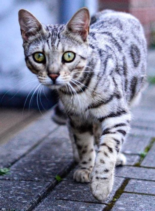 Bengal Cat, beige
