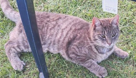 Hauskatze, Silbergrau getiegert
