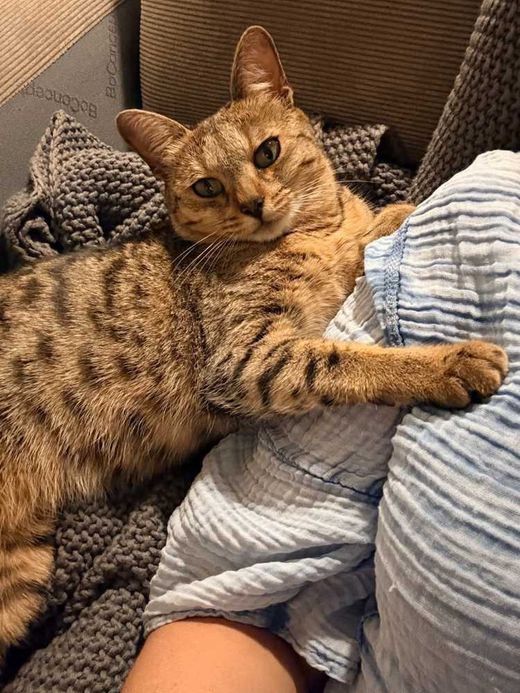 Bengal Cat-Savanah Cat-Mix, braun-schwarz