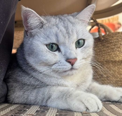 Britisch Kurzhaar, white-tabby