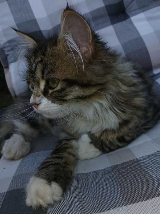 Maine Coon, braun weiß