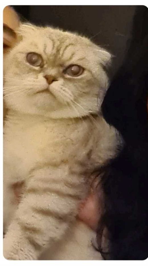 Scottish-Fold-Mix, Weiß