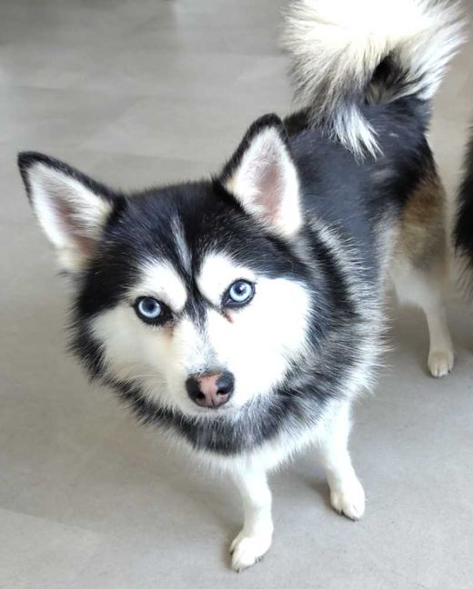 Zwergspitz-Siberian Husky-Mix, schwarz-weiß