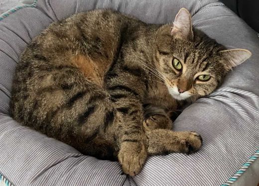 hauskatze, Braun getigert