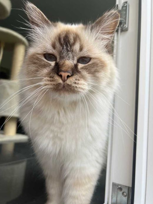 Heilige Birma, chocolate tabby point
