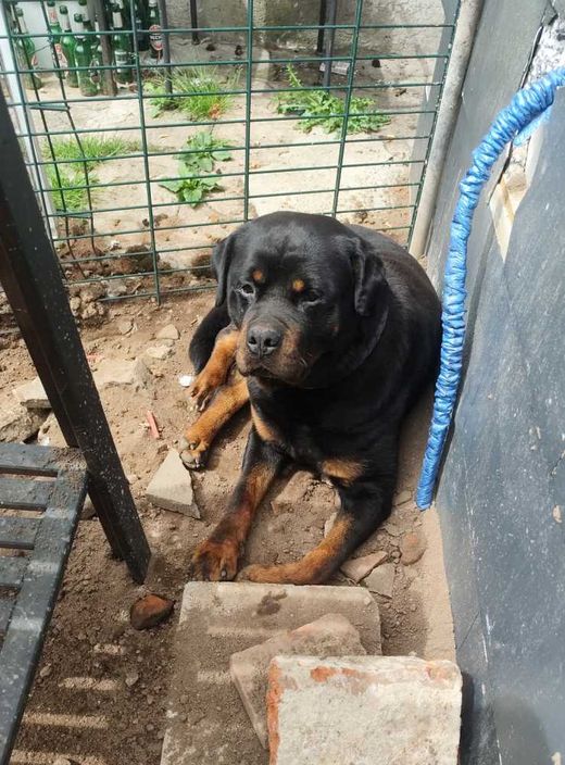 Rottweiler-laproador-Mix, schwarz weis