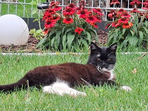 Hauskatze, schwarz/weiß