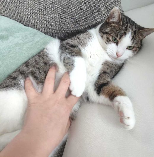Europäische Langhaarkatze, weiß getigert