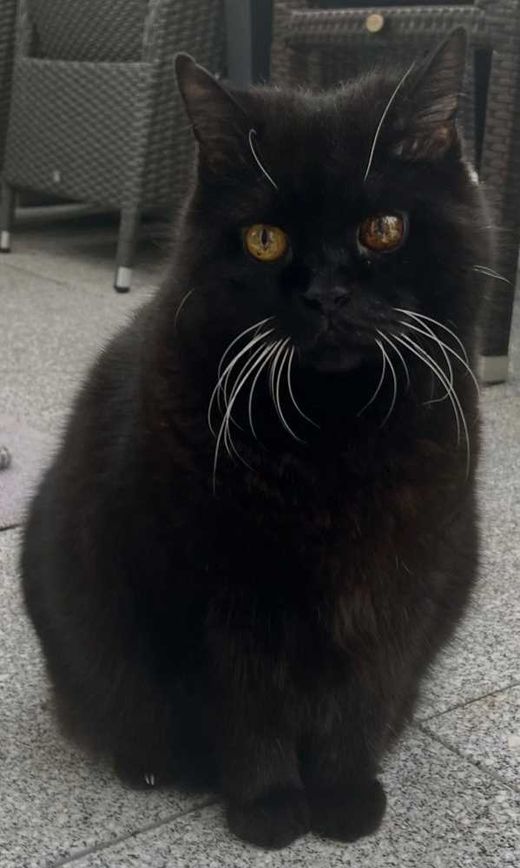 Perserkatze-Mix, schwarz