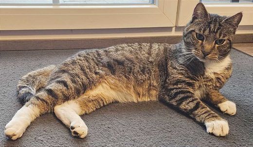Hauskatze, getigert mit weißen Abz
