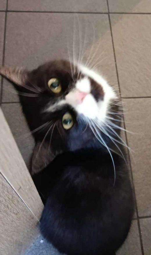 Mischling, schwarz weiß tuxedo