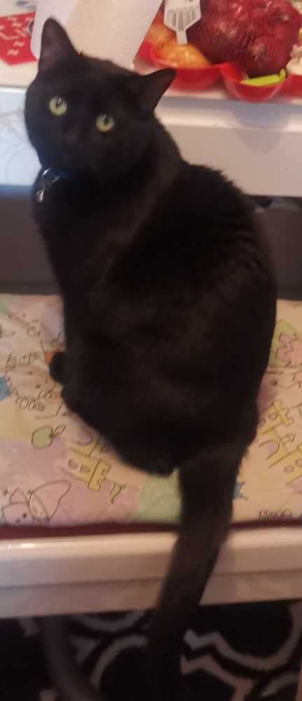 Silberkatze-Mix, schwarz
