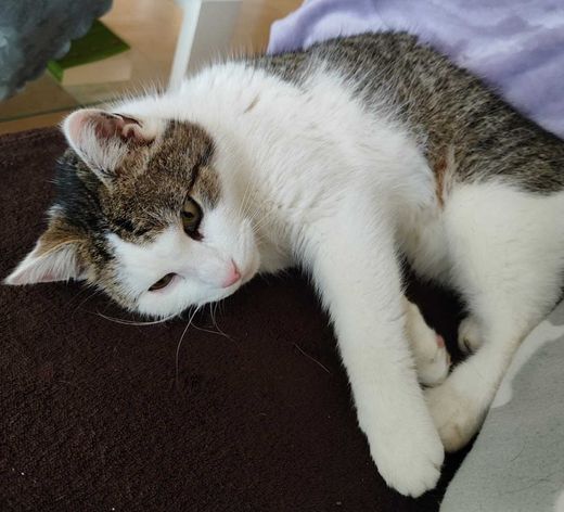 Hauskatze, weiß mit grau getigert