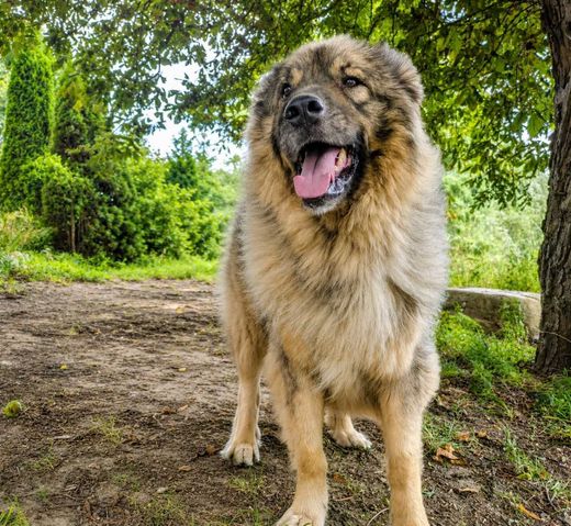 Herdenschutzhund-Mix, beige mit dunkelbraun