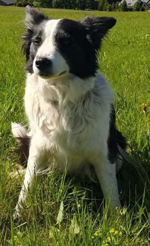 Border Collie, schwarz-weiß