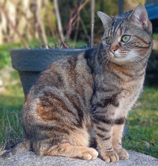 Hauskatze, hellbraun getigert