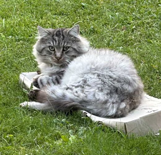 Maine Coon, grau