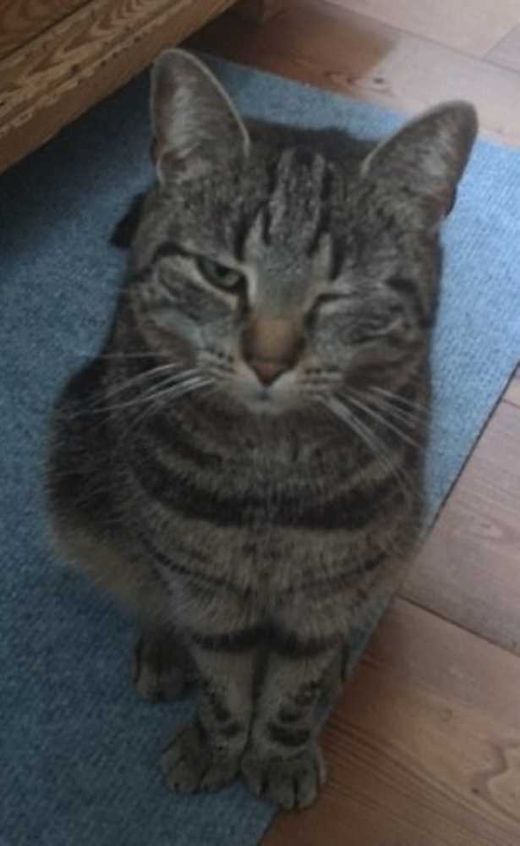 Hauskatze-Mix, grau braun