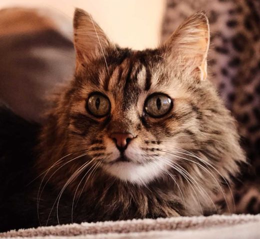 Langhaarkatze, Tabby