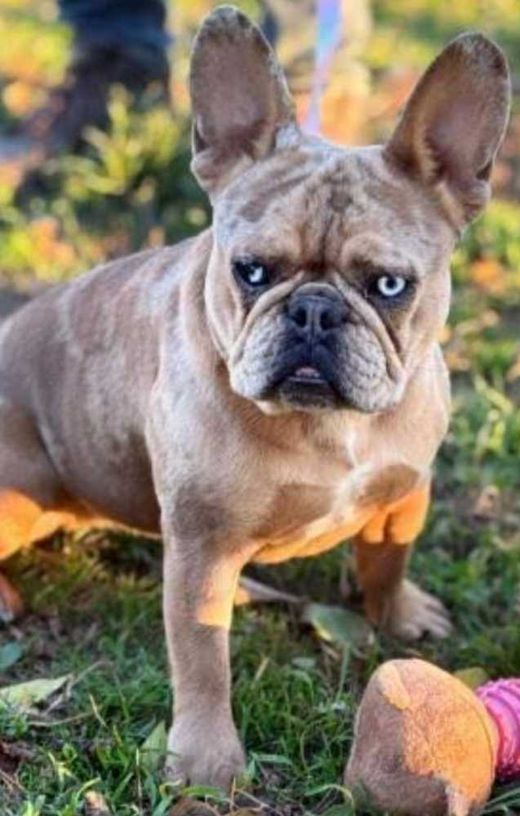 Französische Bulldogge, merle