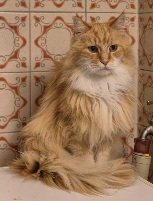 Mainecoon, orange weiß